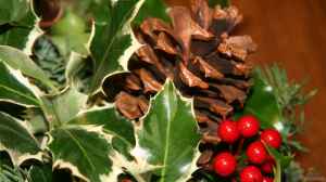 Die Stechpalme – Symbol der Weihnacht und traditionsreiche Zierpflanze