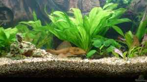 Wie hoch sollte der Bodengrund im Aquarium sein?