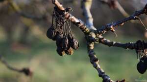 Obstbäume im Klimawandel