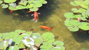 Milde Winter und ihre Auswirkungen auf die Winterruhe von Goldfischen