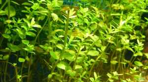 Die beliebtesten Stängelpflanzen in der Aquaristik