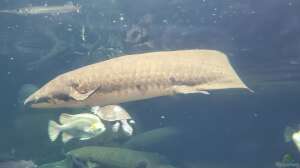 Lungenfische - Die erstaunlichen Überlebenskünstler der Evolution