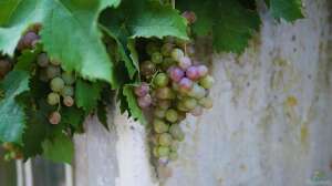 Der Gärtner als Winzer: Wein selbst anbauen