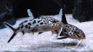 Kuckuckswelse aus dem Tanganjikasee: Brutparasitismus im Aquarium