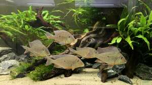 Geophagus altifrons – So leben die Erdfresser aus Südamerika in der Natur