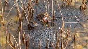 Frosch, Kröte oder Molch? Amphibienlaich im Gartenteich unterscheiden