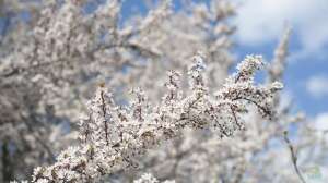 Gärtnern nach der Natur: Phänologische Beobachtungen
