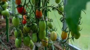 Tomatenpflege im Frühling