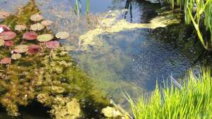Dünger in Teich und Garten richtig verwenden