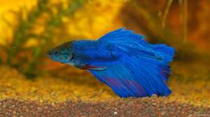 Die buntesten Zierfische für dein Aquarium