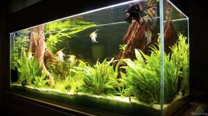 Den richtigen Stellplatz für das Aquarium finden - so gelingt es das Aquarium-Becken optimal in Szene zu setzen!
