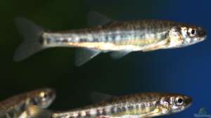 Was ist ein passender Besatz für ein Kaltwasseraquarium?