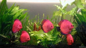 Fische für das Aquarium kaufen