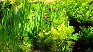Wie wende ich Aquarium-Dünger richtig an?