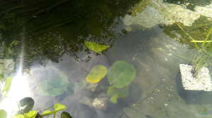 Wieviel Wasser verbraucht ein Gartenteich?