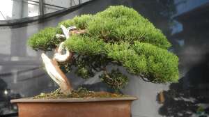 Bonsai im Terrarium: Geht das?