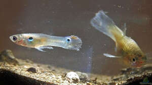 Guppy Krankheiten: Symptome, Ursachen und Behandlung