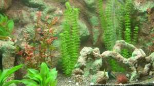 Plastik Dekoration im Aquarium: Vor- und Nachteile