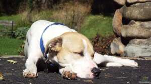 Hund und Gartenteich - Was ist zu beachten?