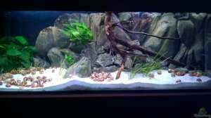 Ein Aquarium selbst bauen - Eine gute Idee?