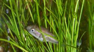 Können Aquarium-Fische schlafen?