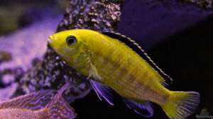 Warnzeichen erkennen: Fische fressen nicht und magern ab? 