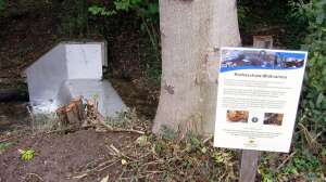 Die Krebspest bedroht heimische Arten