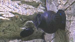 Die richtige Strömung im Aquarium: Tipps und Tricks für ein gesundes Wassermilieu