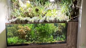 Besatzüberlegungen - Die Herausforderung beim Paludarium