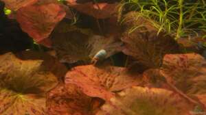 Bild aus dem Beispiel Becken 10592 von Dani B