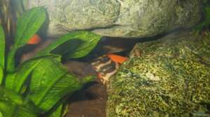 Einer der versteckt lebenden L134 Peckoltia sp. 