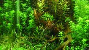 Bild aus dem Beispiel Becken 11047 von Jasmin