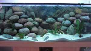 Aquarium mit GLO Leuchtbalken 1