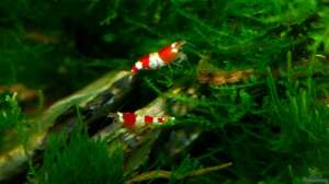 Bild aus dem Beispiel Becken 12268 von Jo The Fish