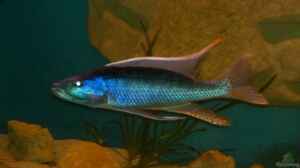 Champsochromis (Bock)