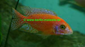 Aulonocara Firefish - Bock