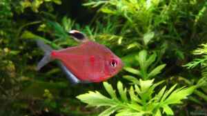 Hyphessobrycon pyrrhonotus (Rotrückenkirschflecks
