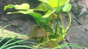 Anubia