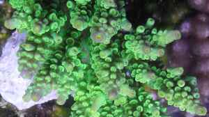 Acropora Vaughani