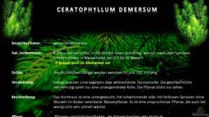 MALAWI Pflanzentafel - Ceratophyllum demersum
