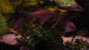 barbus callipterus