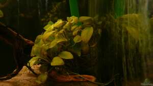 Bild aus dem Beispiel Kellerbecken von Cichlid Power