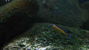 Julidochromis marksmithi im Aquarium halten