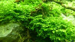 Riccardia chamedryfolia