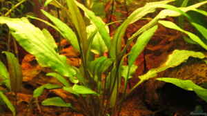 Cryptocoryne