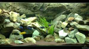 Bild aus dem Beispiel Mbuna Rocks von Green Zebra