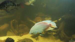 Bild aus dem Beispiel eckaquarium von Nico Beyer