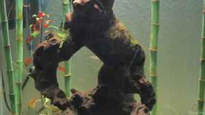 Golem im Bambuswald