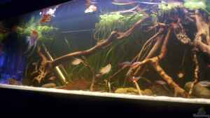 Bild aus dem Beispiel Becken 25669 von Dr.Fishtank