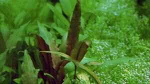 Juny 2013 Cryptocorine ondulata